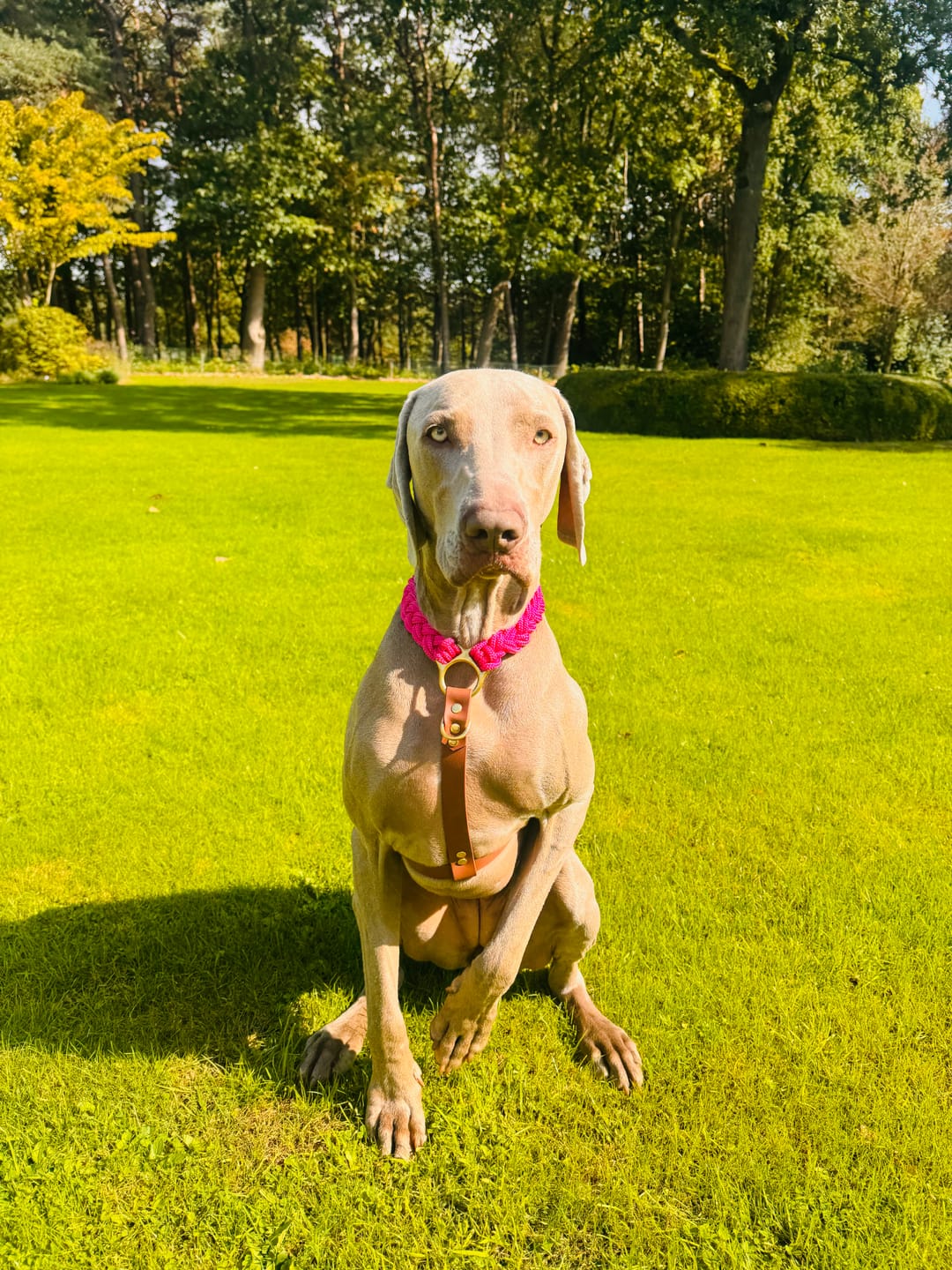 Customer photo review of Signature Harness: Pink My Dog