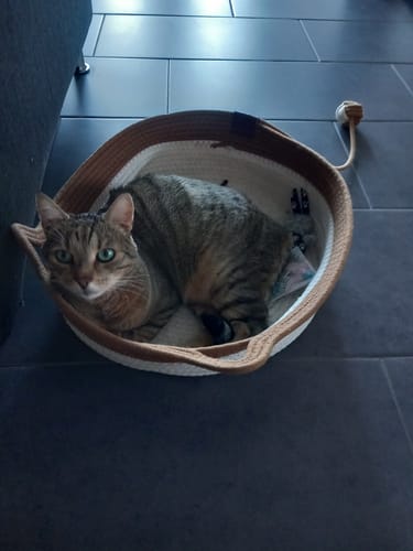Customer's Fellnest Katzenkorb in beige and brown, with a tabby cat resting inside.