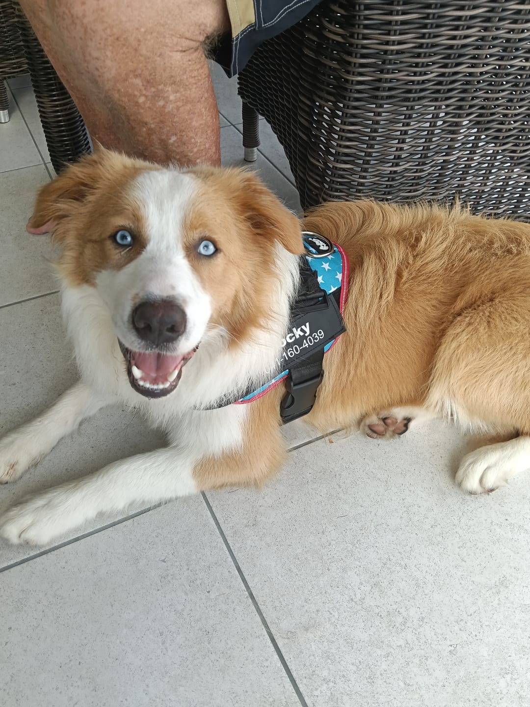 Customer photo review of Dogshood ™ No Pull Harness