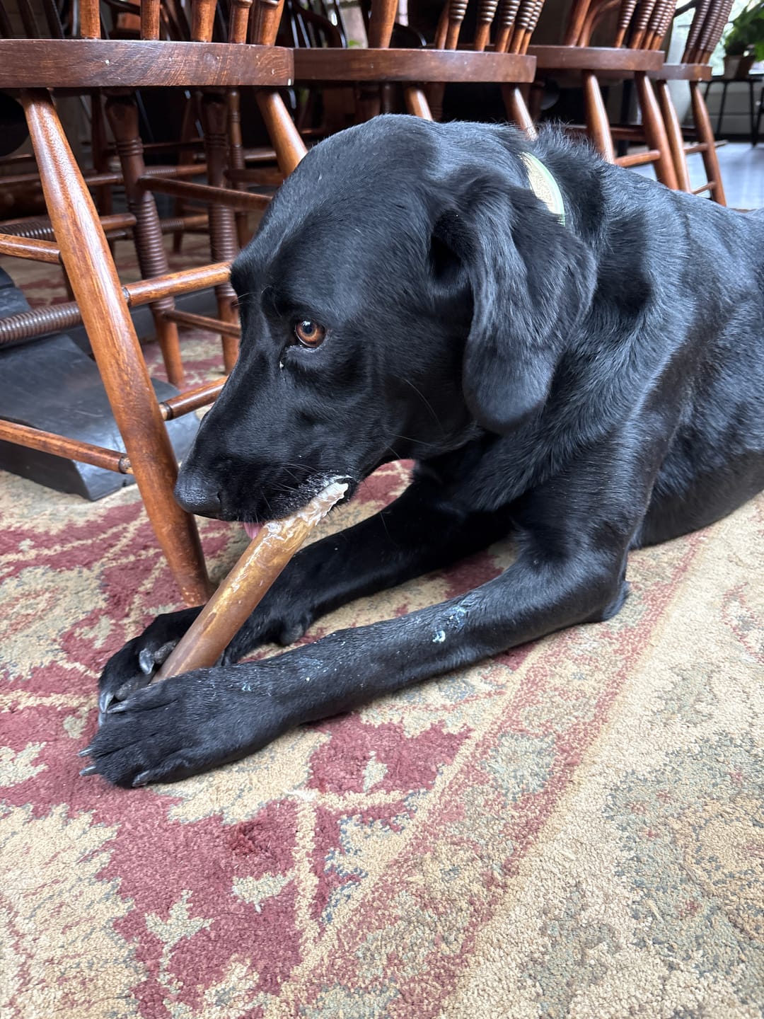 Customer photo review of Super Bull Sticks