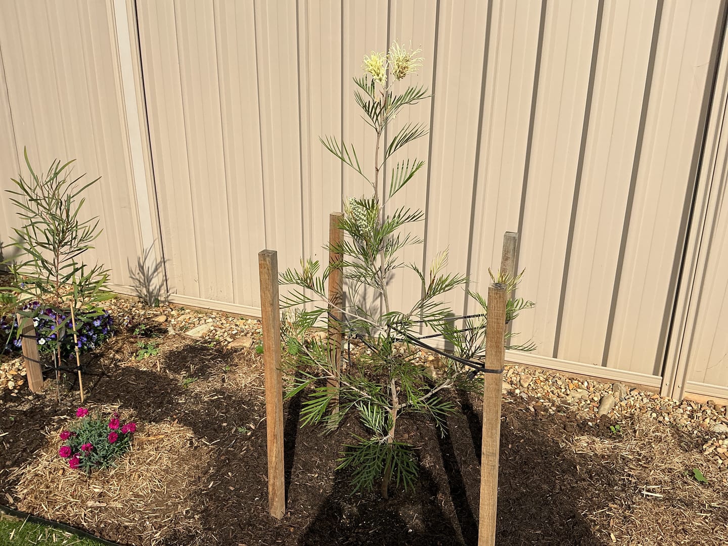 Customer photo review of Moonlight Grevillea - Grevillea 'Moonlight'