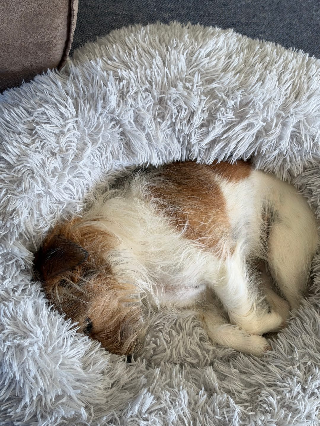 Customer photo review of Brooklyn® Deep Sleep Pet Bed