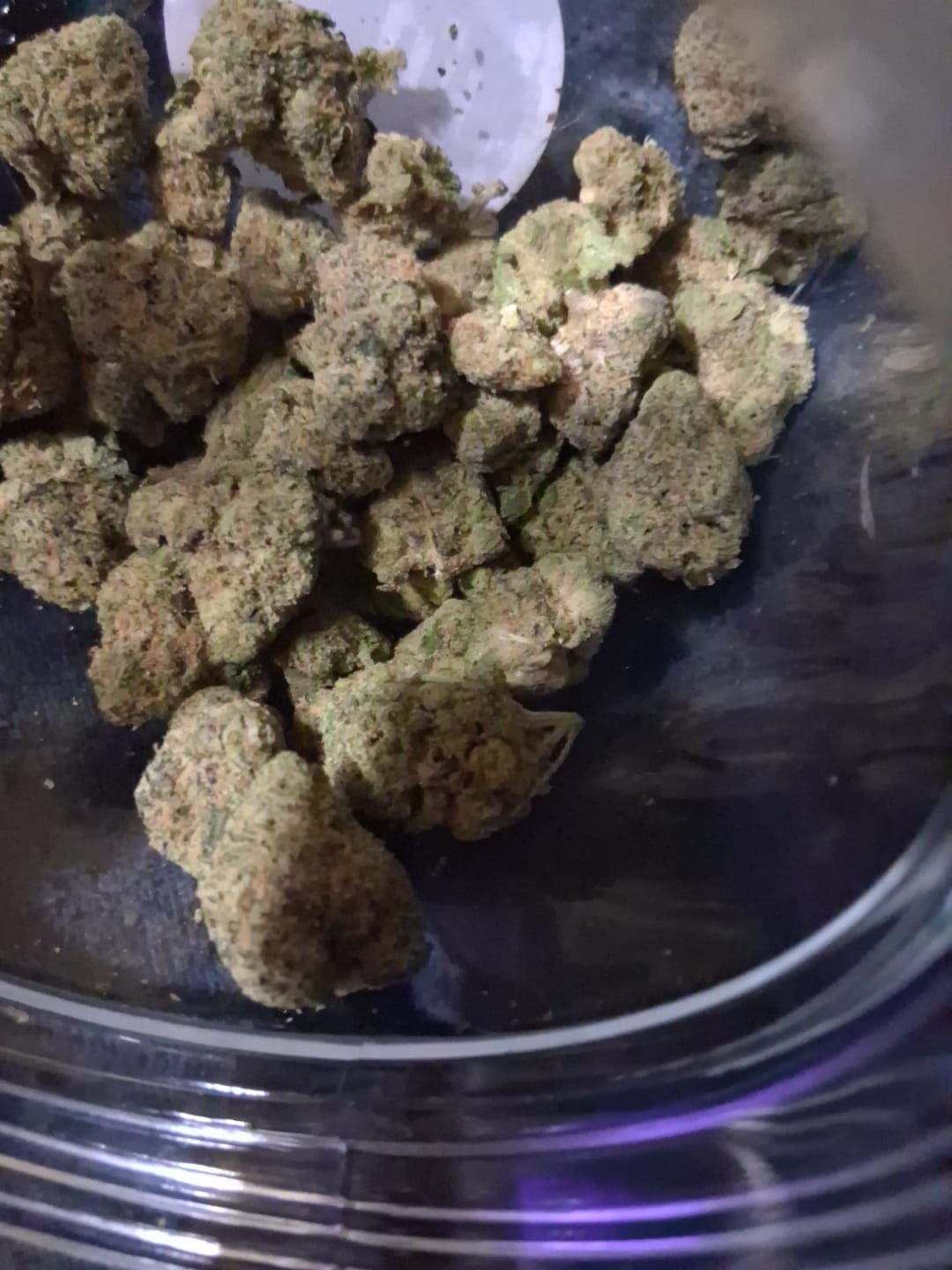 Customer photo review of Biscotti THCA Flower (Budget)