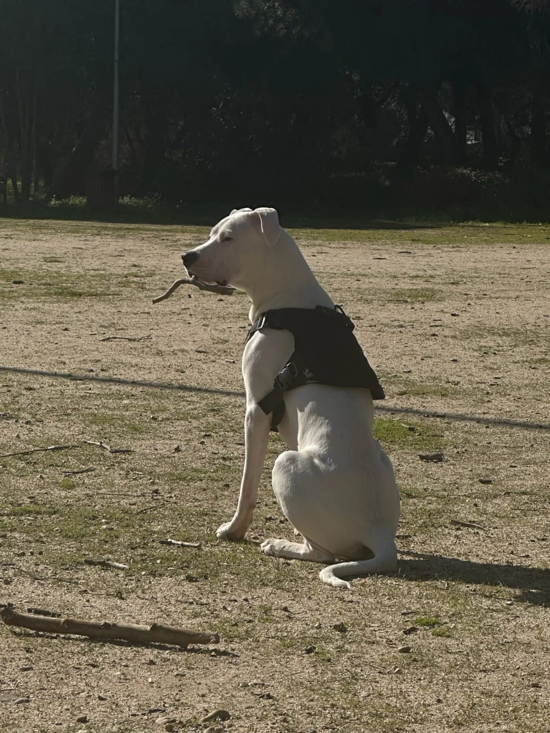 Customer photo review of 2-Piece Big Dog Harness & Lead Set – Heavy Duty Tactical No Pull
