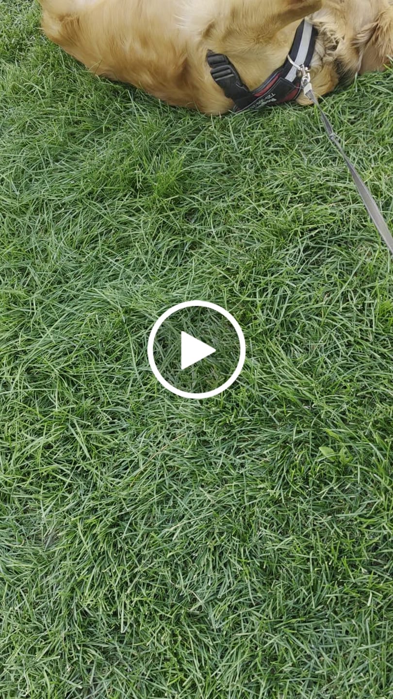 Customer video review of Dogshood ™ No Pull Harness