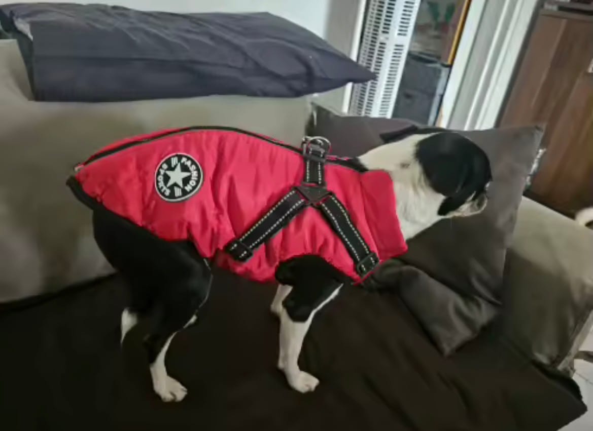 Customer photo review of TassVarm™ – Varm hundjacka med sele