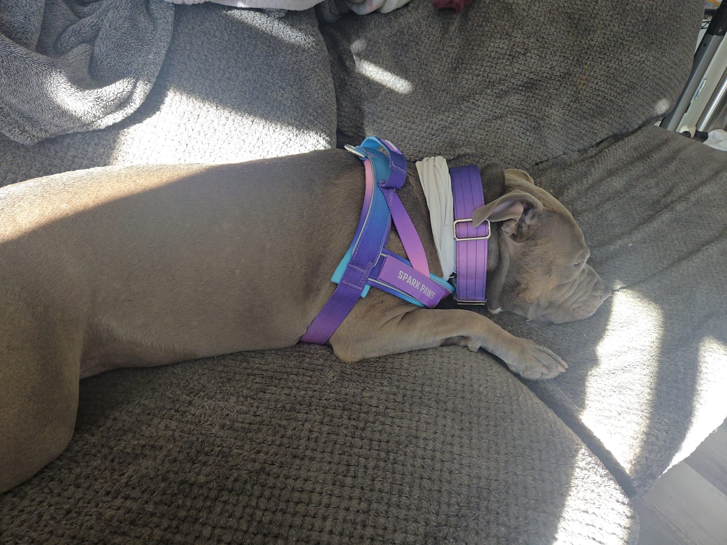 Customer photo review of Grab & Go Harness - 90s Retro