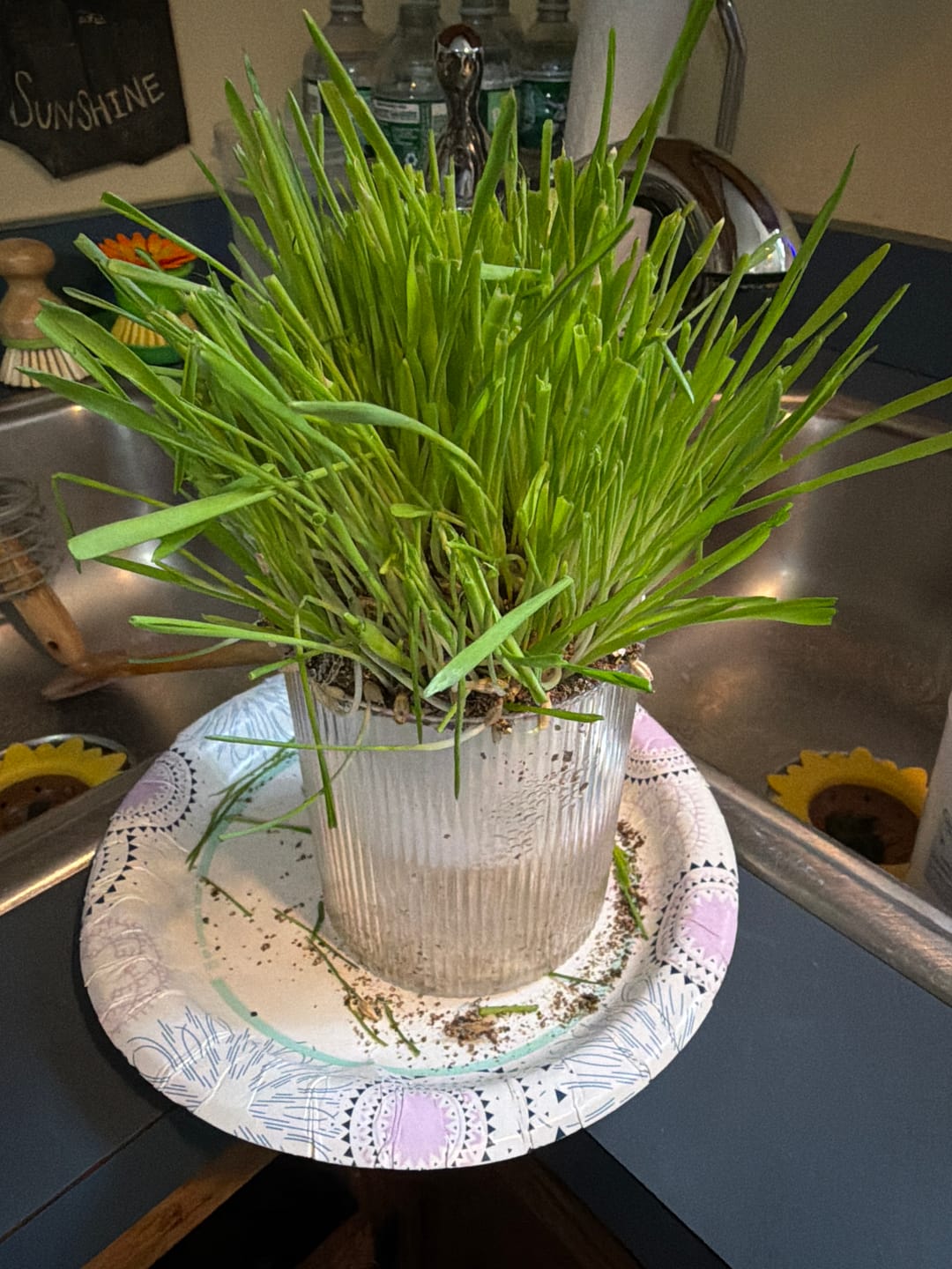 Customer photo review of Michu Cat Grass Seed Mulch Replacement Pack – Perfect for Pet Owners Looking to Replace Their Cat's Mulch - Made In USA