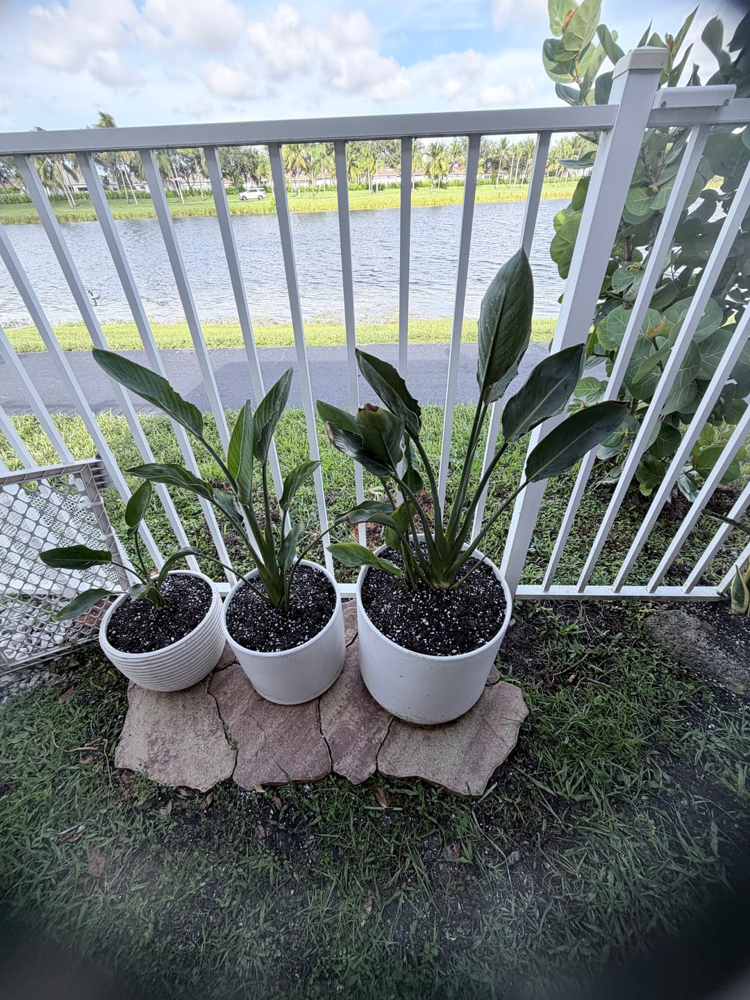 Customer photo review of Orange Bird of Paradise