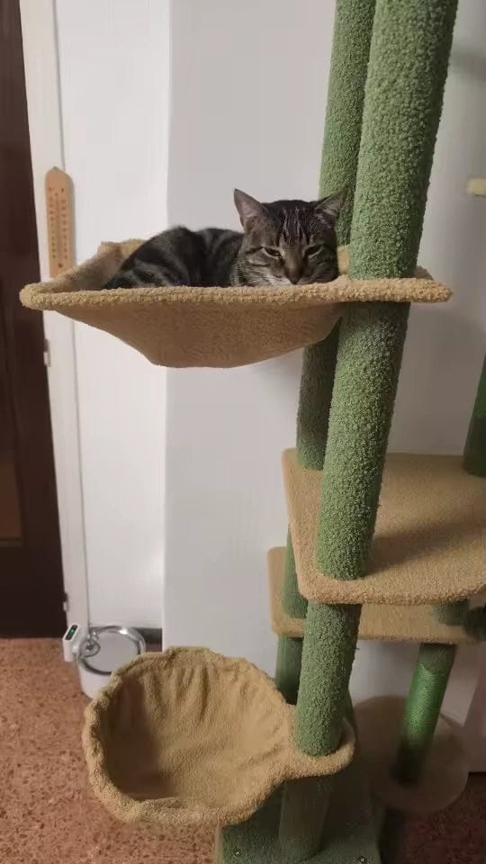 Customer photo review of Arbre à chat cactus plafond — Kaktus