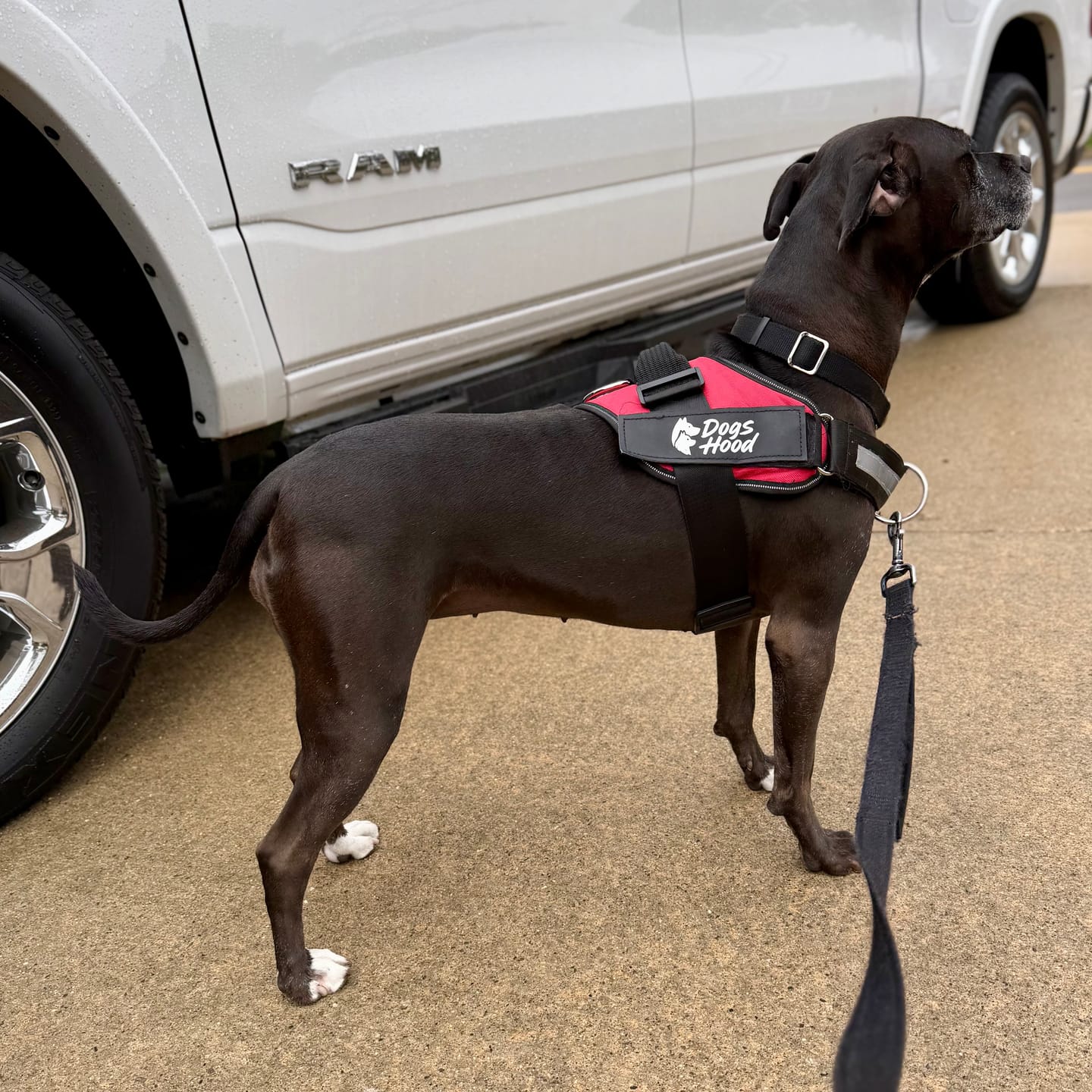 Customer photo review of Dogshood ™ No Pull Harness