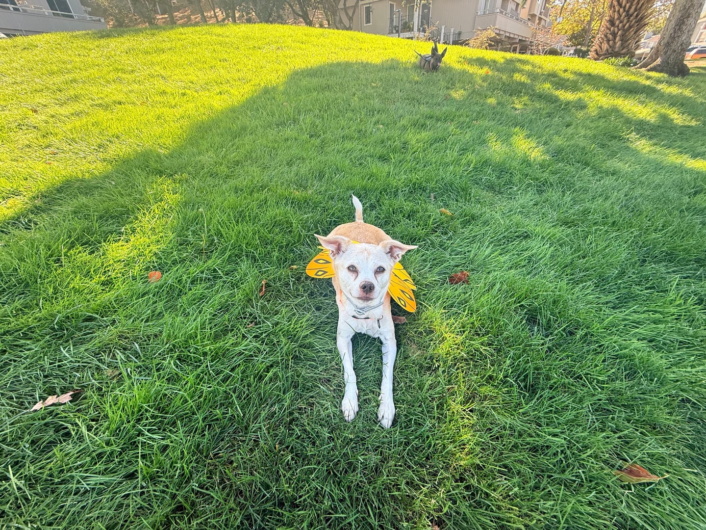Customer photo review of Daily Healthy-Aging Support for Aging Dogs