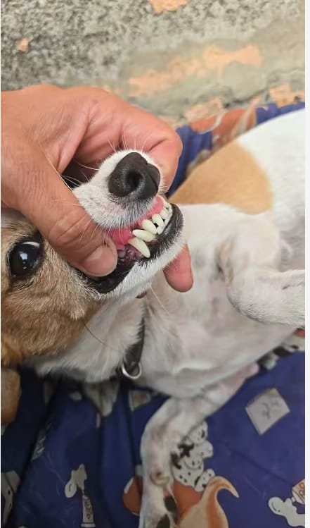 Customer photo review of Bright Bite™ — Pet Dental Cleaner