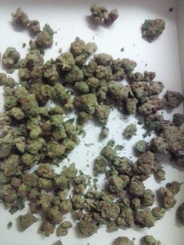 Customer's Glitter Bomb THCA Flower showing a large pile of compact, green small buds scattered on a white surface.