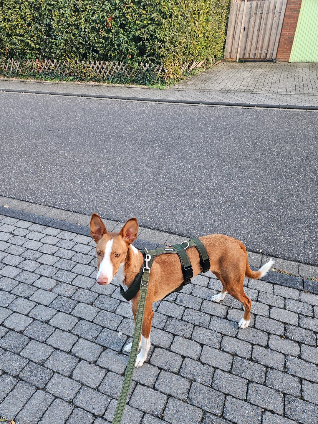 Customer photo review of Sicherheitsgeschirr FUN "Mountain Green"