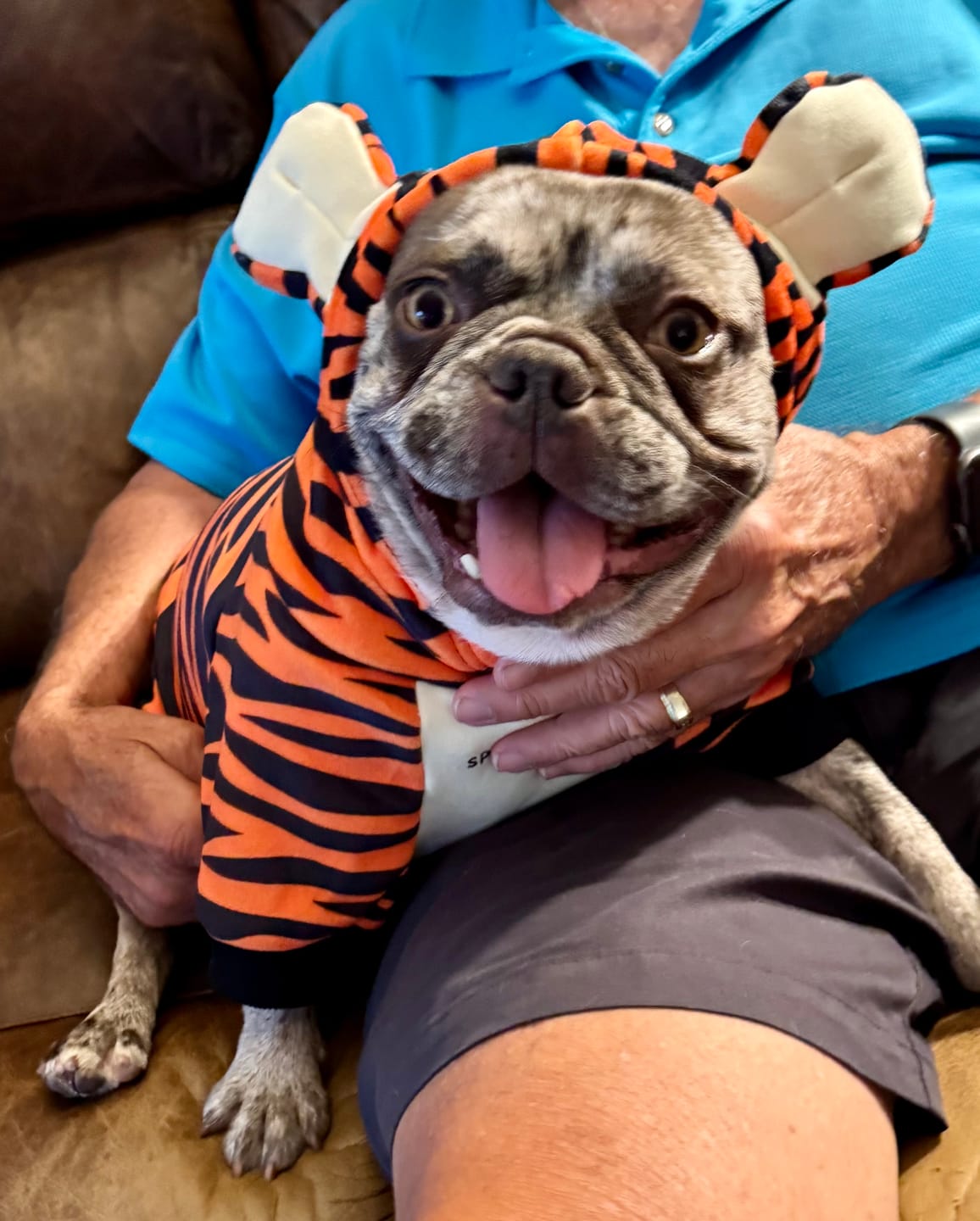 Customer photo review of Halloween Dog Hoodie - Tiger