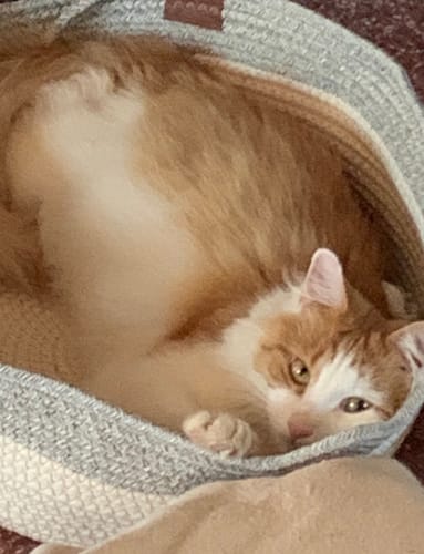 Customer's Fellnest Katzenkorb, a woven, sturdy basket in which a ginger and white cat is resting.