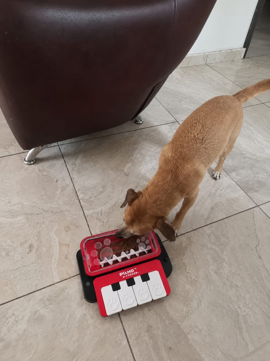 Customer photo review of PAW PIANO