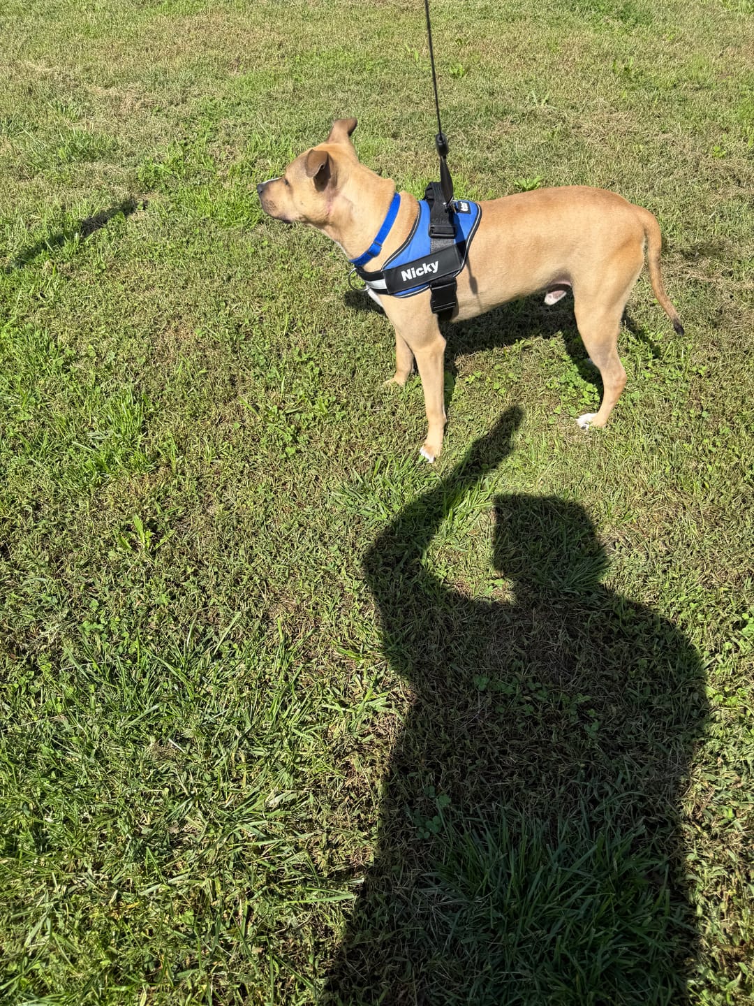 Customer photo review of Dogshood ™ No Pull Harness