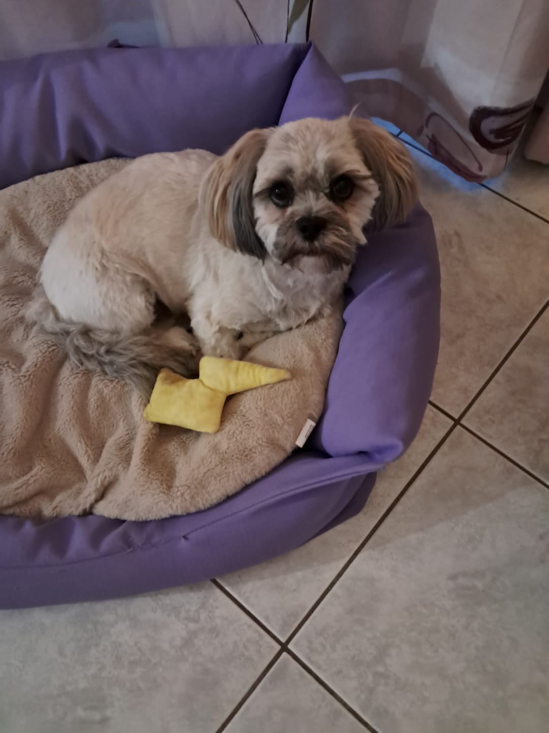 Customer photo review of Pâtée Chien - Recette Poulet, Carotte