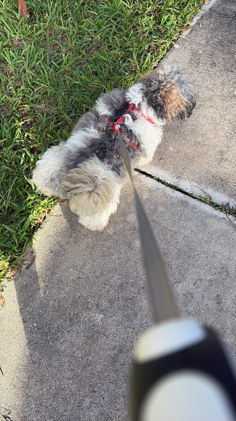 Customer photo review of Waterproof Harness