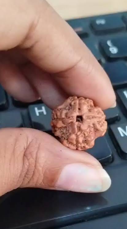 Customer photo review of Nepal Origin 4 Mukhi Rudraksha – 100% Natural & Certified