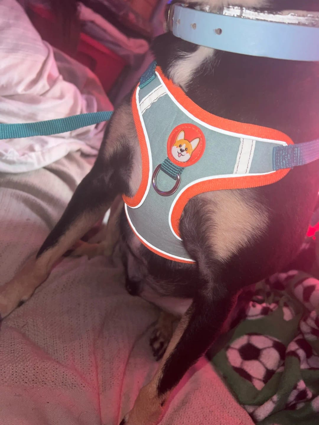 Customer photo review of Dogs Harness Vest Walking Traction Rope Reflective Straps Soft Mesh