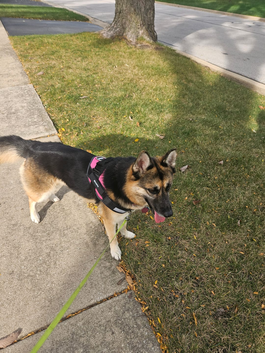 Customer photo review of Dogshood ™ No Pull Harness