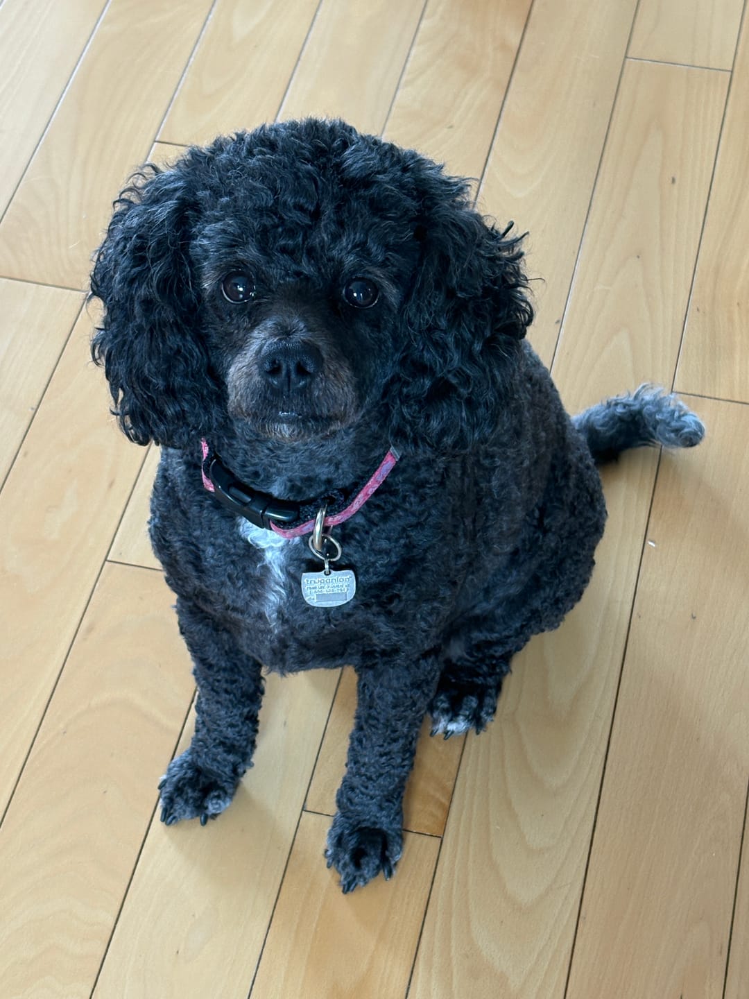 Customer photo review of 12 Inch Standard Bully Stick