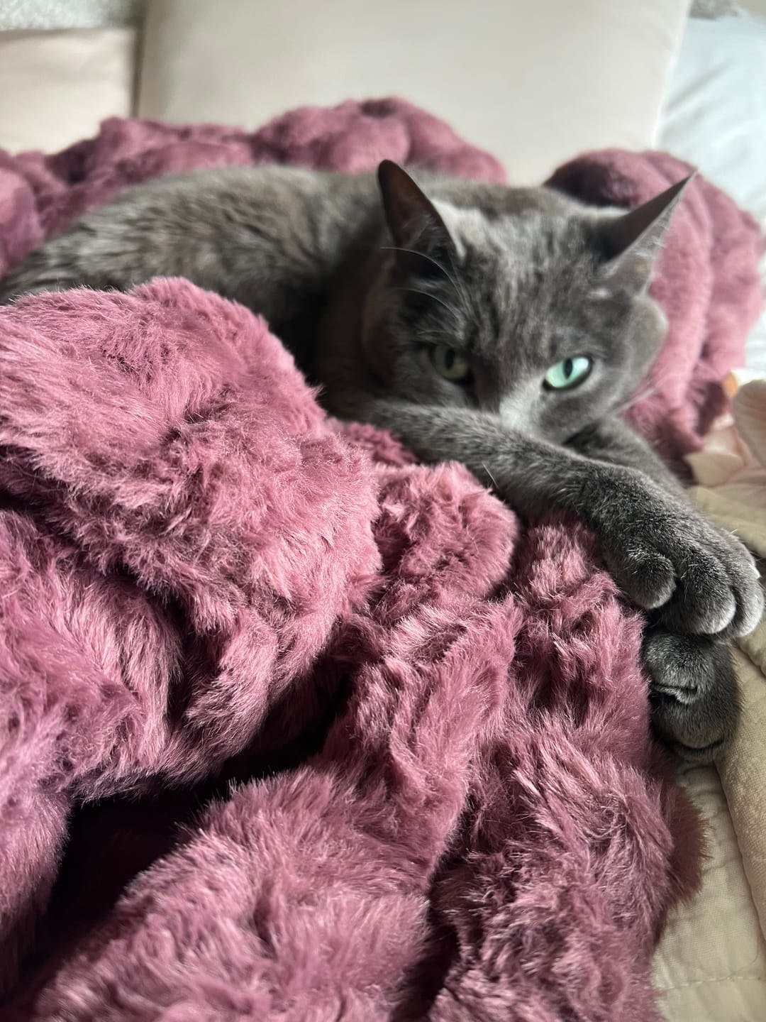 Customer photo review of Hugs Light Bordeaux Blanket