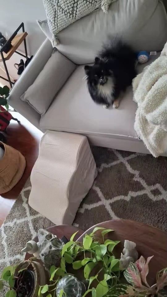 Customer photo review of Escalier en mousse 3 marches pour chien — Trinn
