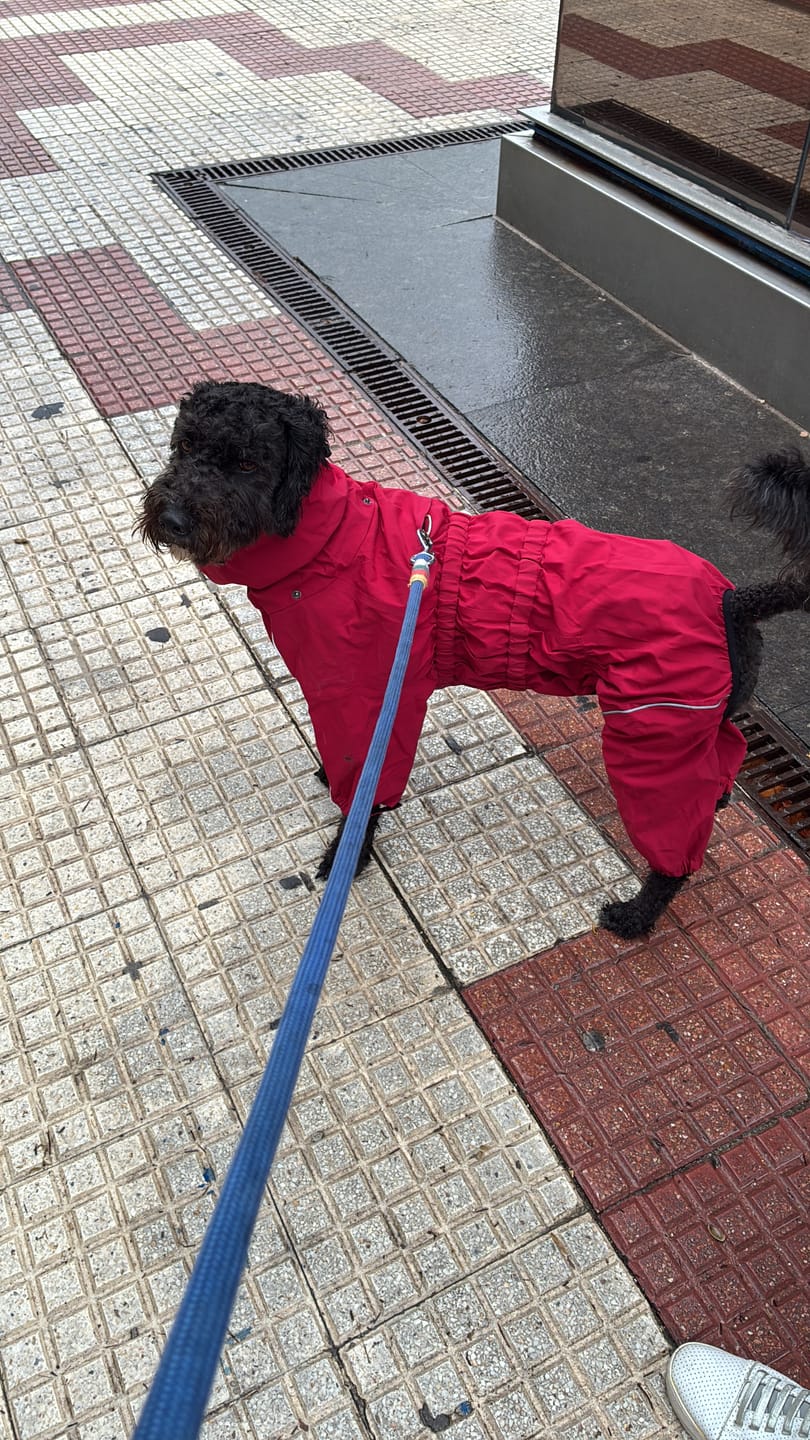 Customer photo review of Chubasquero MellowPurr | Protección Total de 4 Patas