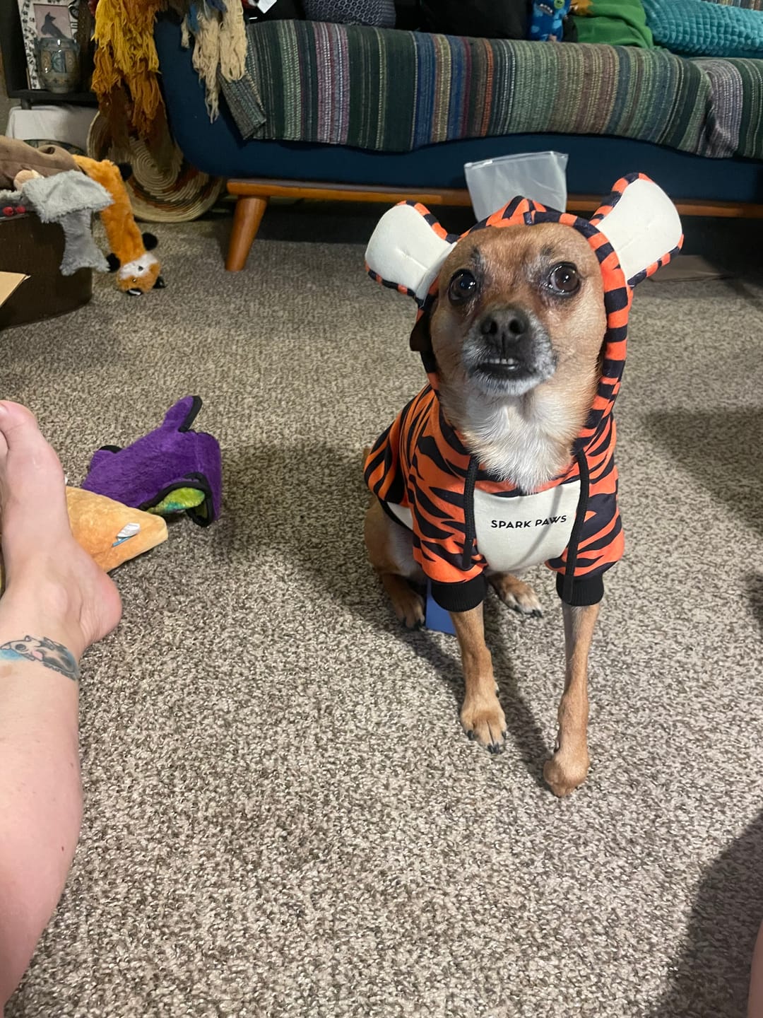 Customer photo review of Halloween Dog Hoodie - Tiger