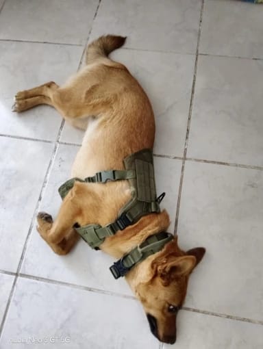 Customer photo review of 2-Piece Big Dog Harness & Lead Set – Heavy Duty Tactical No Pull