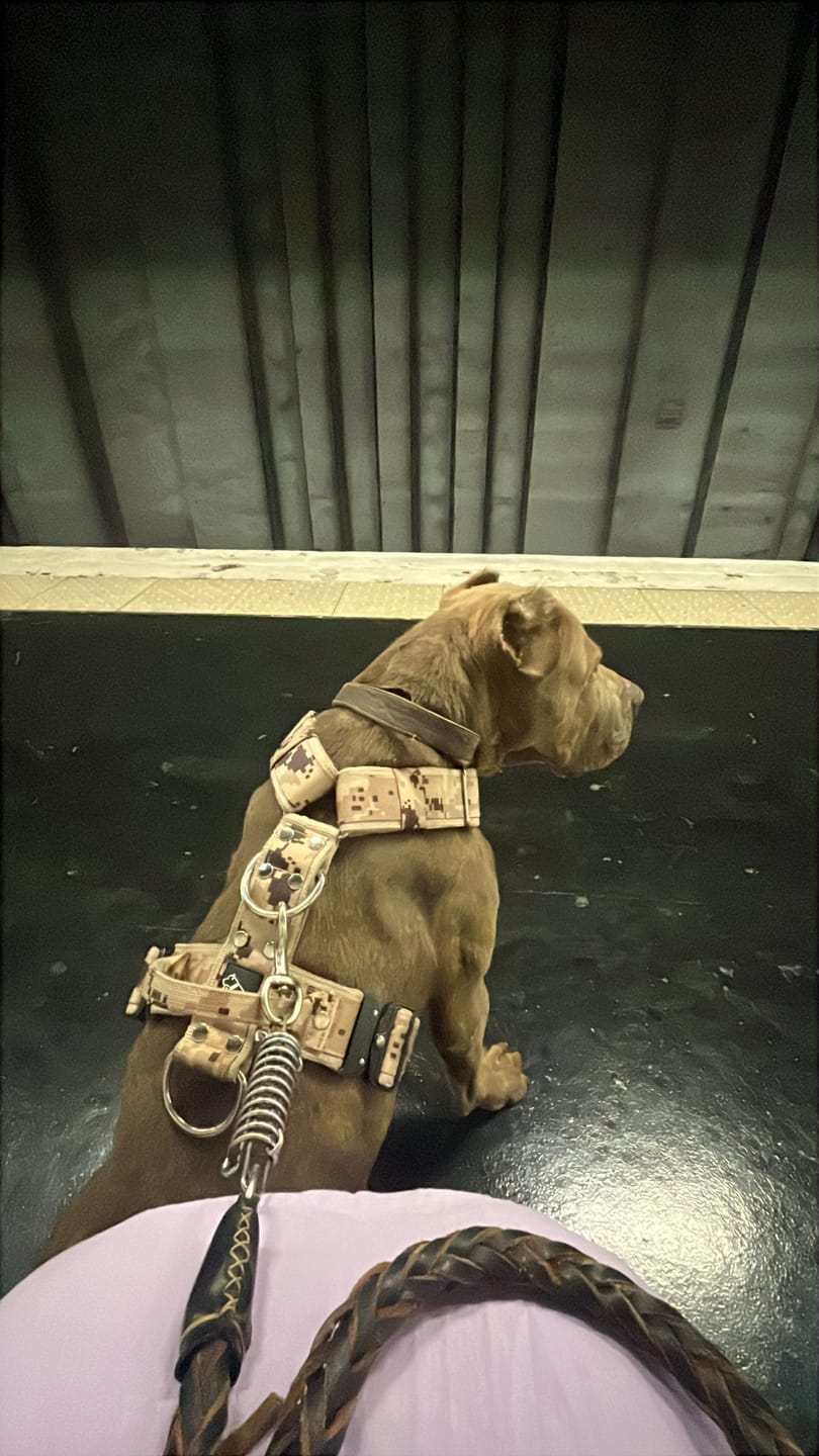 Customer photo review of Easy Walk Extreme Camo Beige - Sele med snabbspänne