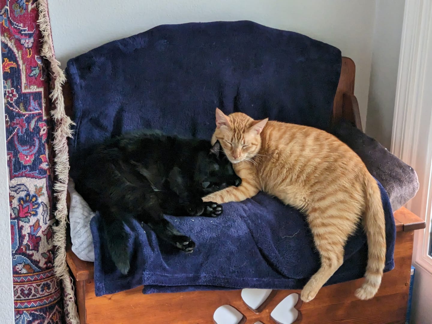 Customer photo review of FurLife™ 12 Months Flea and Tick Free