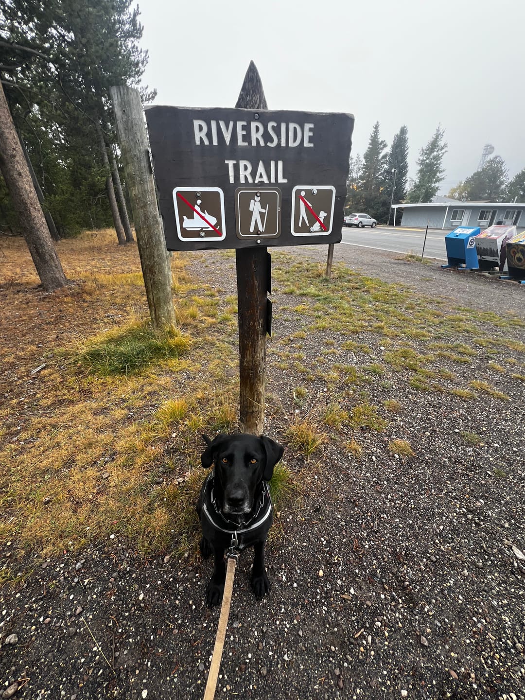 Customer photo review of Dogshood ™ No Pull Harness
