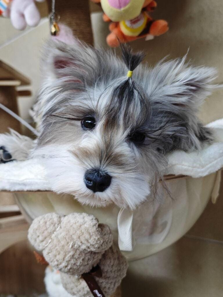 Customer photo review of Pet Tear Stain Powder