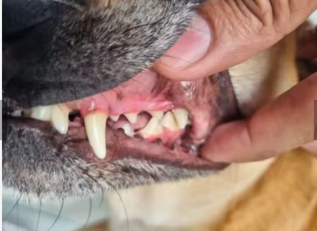 Customer photo review of Bright Bite™ — Pet Dental Cleaner