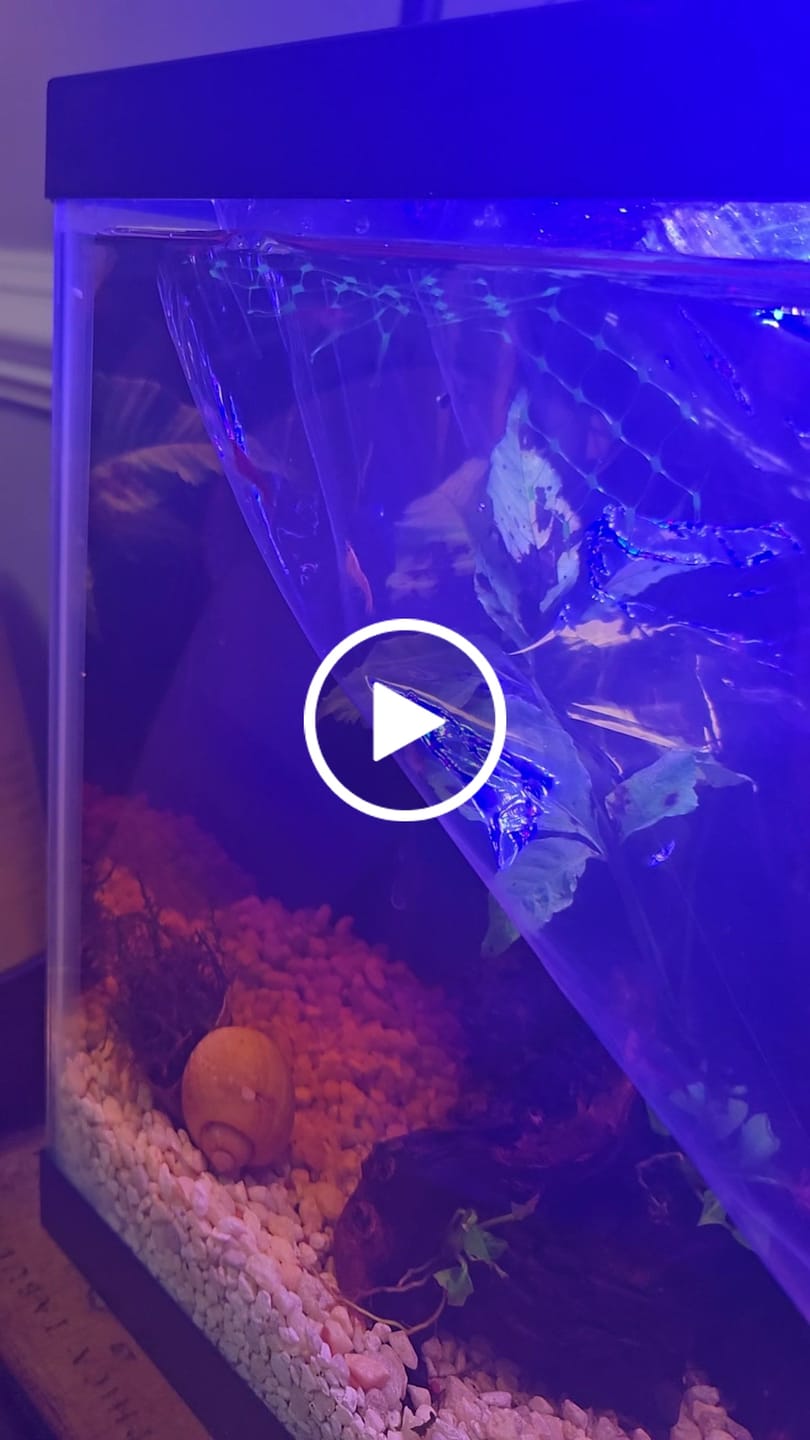 Customer video review of Neocaridina Skittles Shrimp Pack – Assorted Freshwater Colors