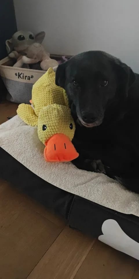 Customer photo review of Calming Duck Dog Toy