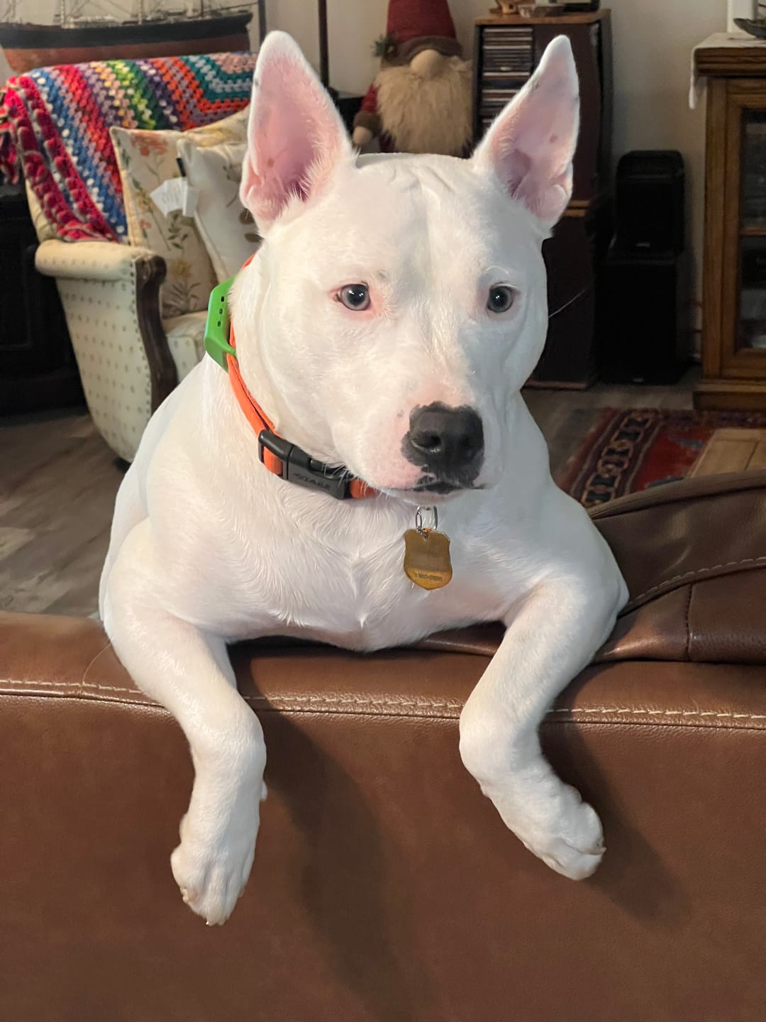 Customer photo review of FurLife™ 12 Months Flea and Tick Free
