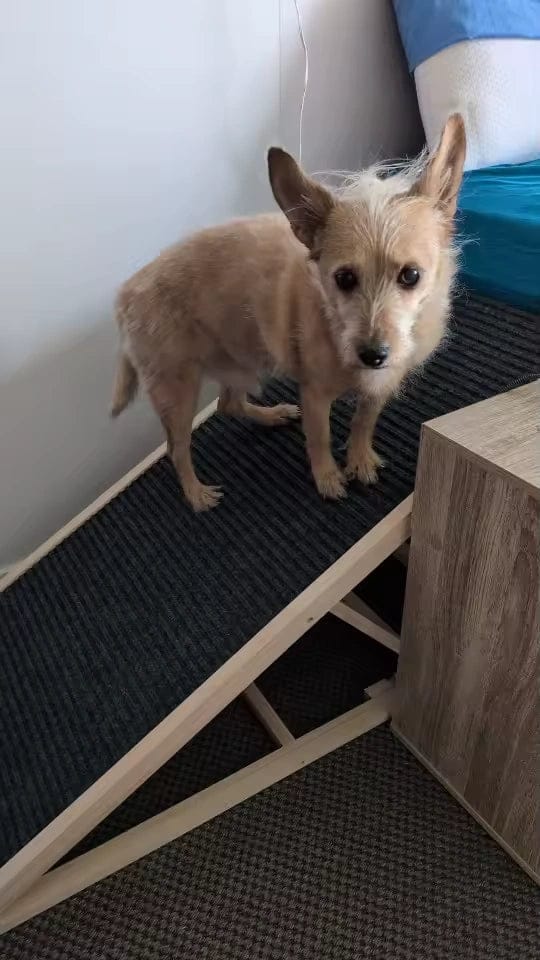 Customer photo review of Rampe en bois réglable et pliable pour chien — Stig