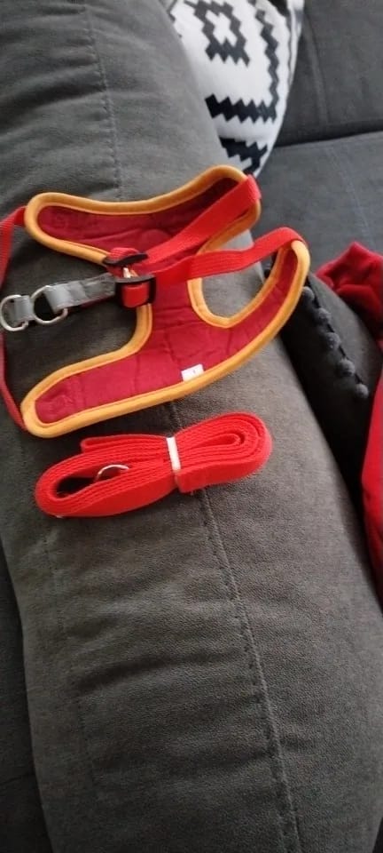 Customer photo review of Dogs Harness Vest Walking Traction Rope Reflective Straps Soft Mesh