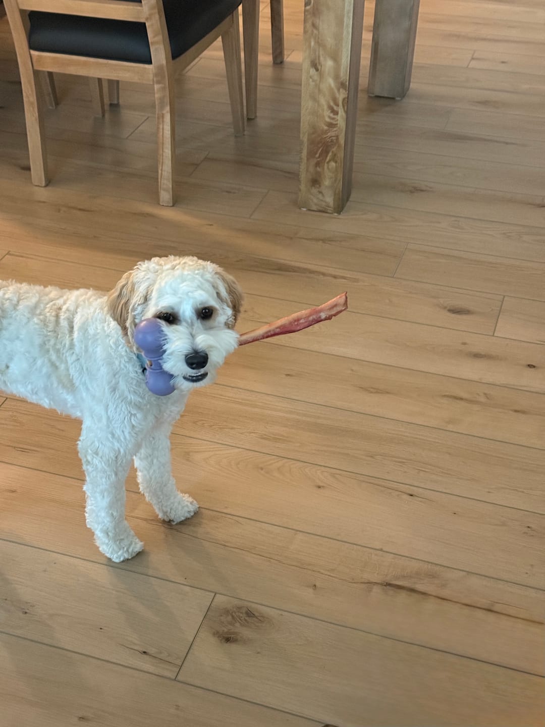 Customer photo review of 12 Inch Thick Bully Stick