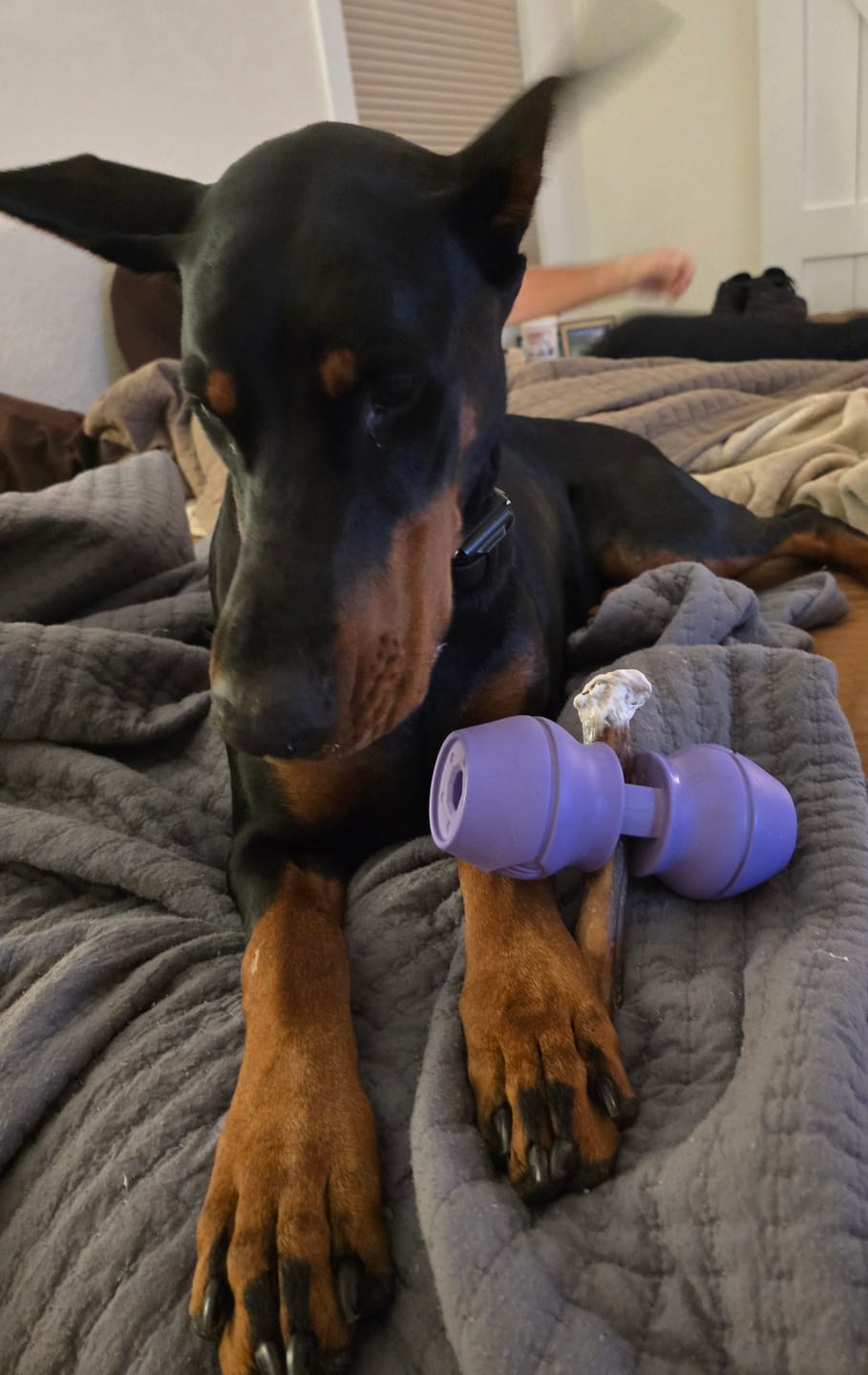 Customer photo review of Jumbo Bully Sticks
