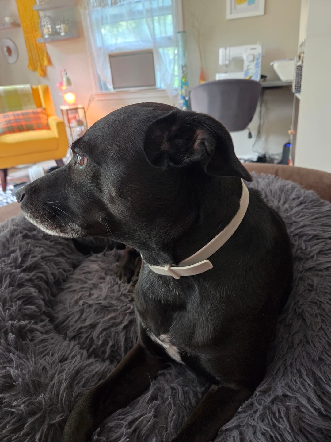 Customer photo review of FurLife™ 8 Months Flea and Tick Free