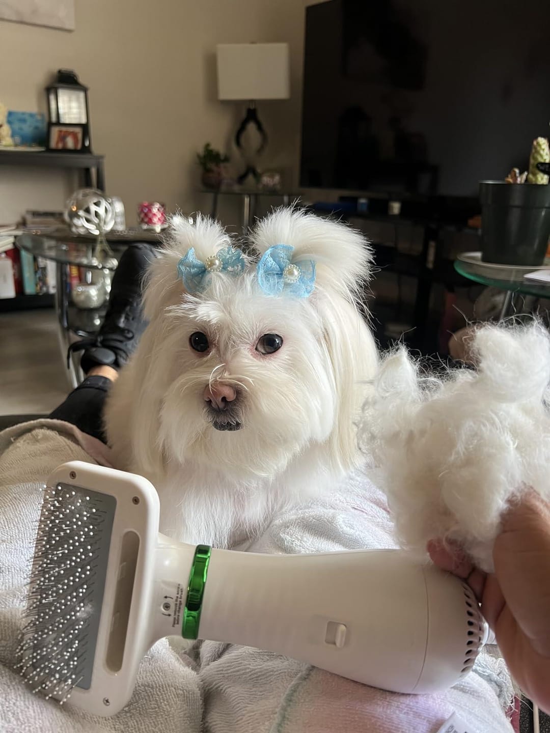 Customer photo review of 3 In 1 Pet Hair Dryer