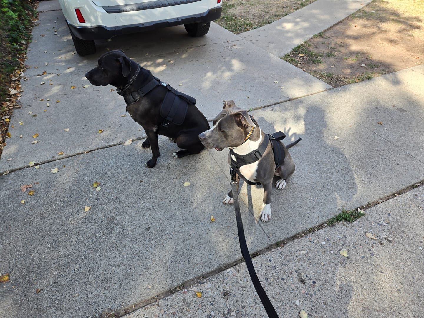 Customer photo review of No Pull Bully Proof Harness