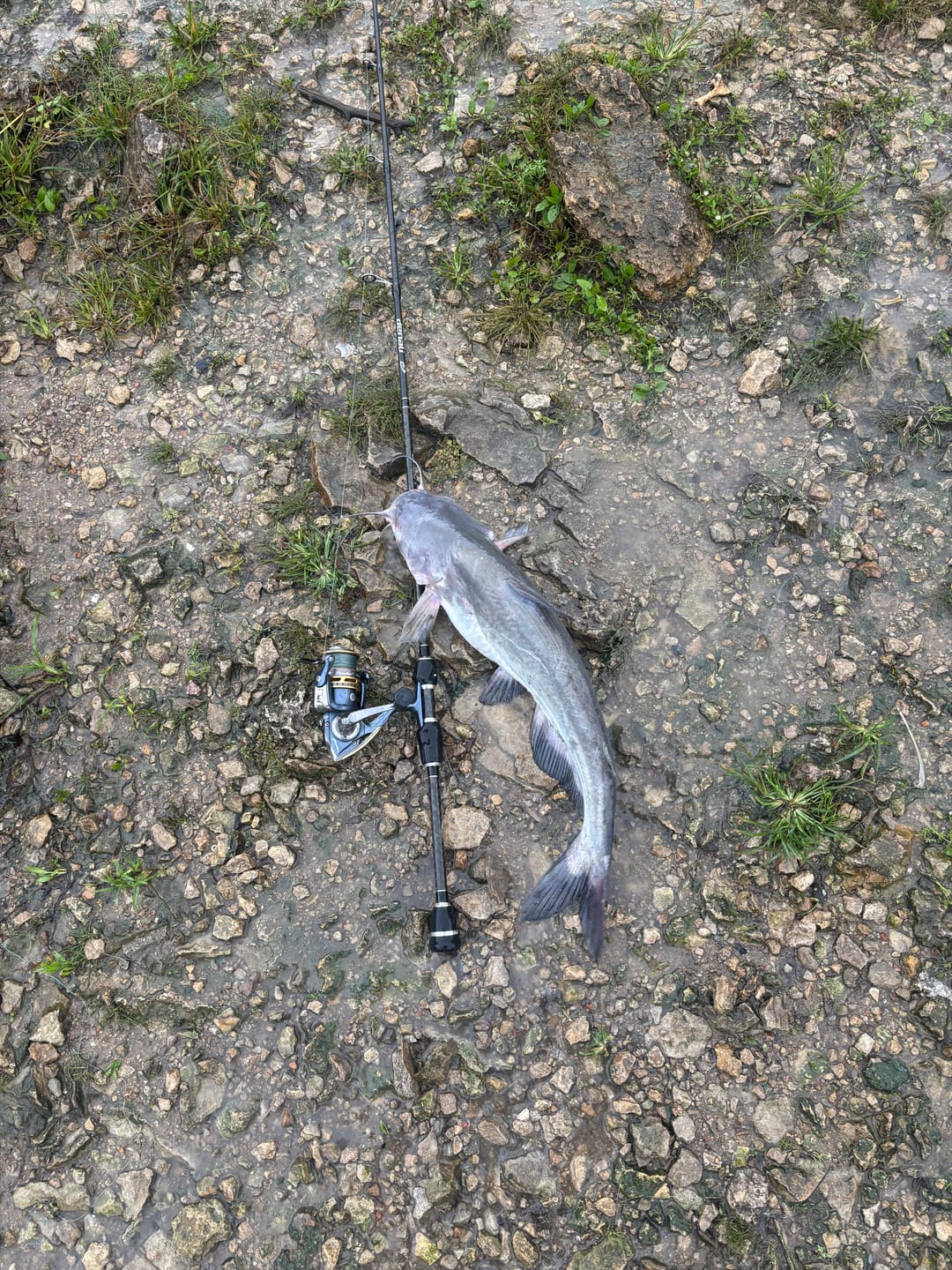 Customer photo review of PF Ledge Hammer (2 Pack)